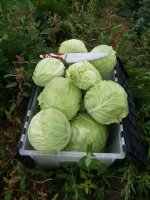 Cabbage harvest