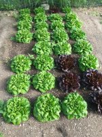 Salanova lettuce