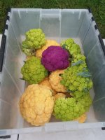 Different color cauliflower