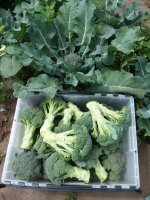 Harvested Belstar broccoli