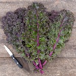 Kale - Curly Roja - Heirloom