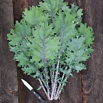 Kale - Red Russian - Heirloom