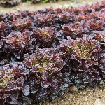 Lettuce - Red Oakleaf - OP