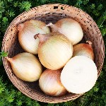 Onions - Walla Walla - OP