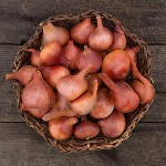 Shallots - Matador - F1