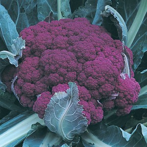 Cauliflower - Graffiti - F1