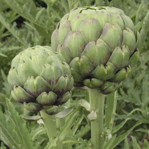 Artichoke – Tavor – OP
