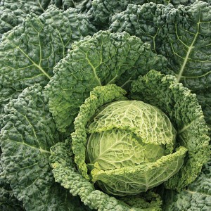 Cabbage - Famosa - F1