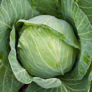 Cabbage - Golden Acre - OP