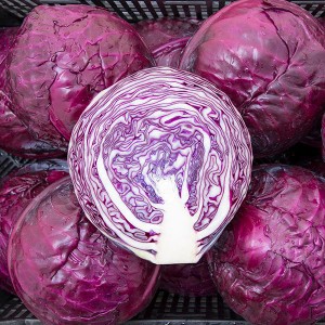 Cabbage - Red Integro - F1