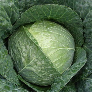 Winter Cabbage - Stanton - F1