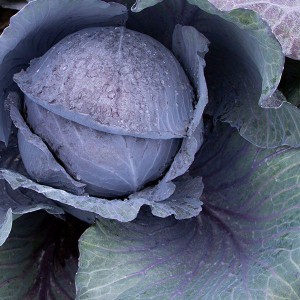 Winter Cabbage - Travero - F1