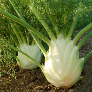 Herbs Fennel - Finale - OP