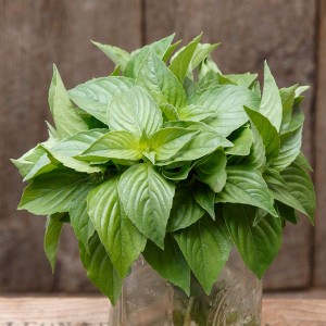Herbs Basil - Lemon - OP