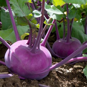 Kohlrabi - Azur Star - OP