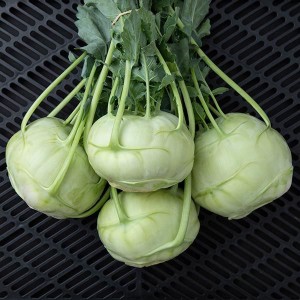 Kohlrabi - Trero - OP