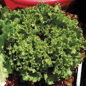 Lettuce - Green Star - OP