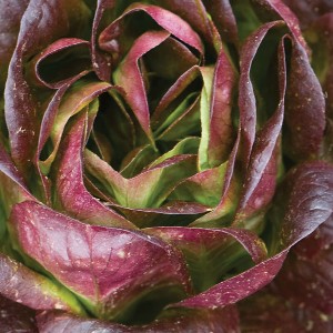 Lettuce - Red Butter - OP