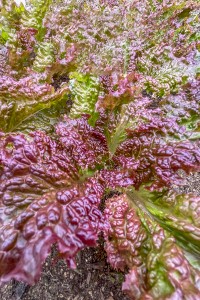 Lettuce - Red Star - OP