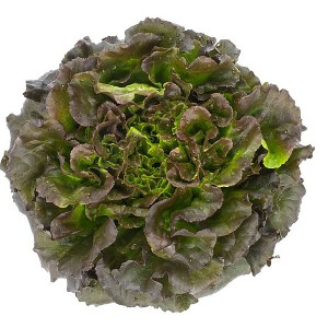 Lettuce - Red Batavia - OP