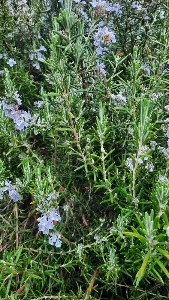 Rosemary - OP