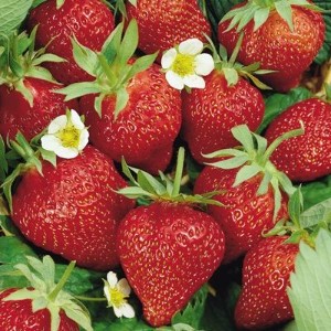 Strawberry - Tri-Star