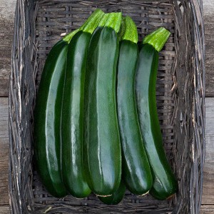 Zucchini - Midnight Lightning - OP