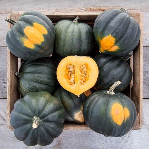 Winter Squash - Acorn Sweet REBA - OP
