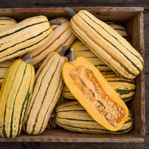 Winter Squash - Delicata - OP