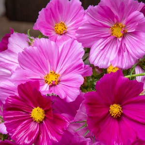 Flower - Cosmos - Sensation Blend - OP