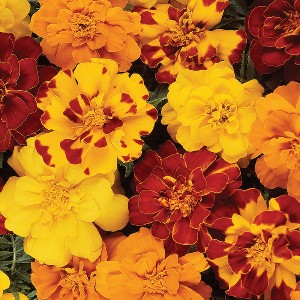 Flower - Marigold - Durango Outback Mix - OP
