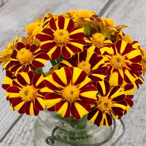 Flower - Marigold - Pinwheel Mix - Heirloom