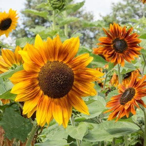 Flower - Sunflower - Autumn Beauty Blend - OP