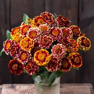 Flower - Zinnia - Aztec Sunset - OP