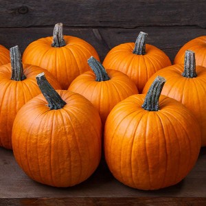 Pumpkin - Racer - F1