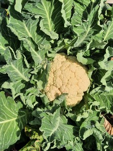 Winter Cauliflower - Prestige - OP