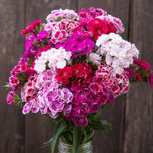 Flower - Dianthus - Doubled Chinensis Mix - OP